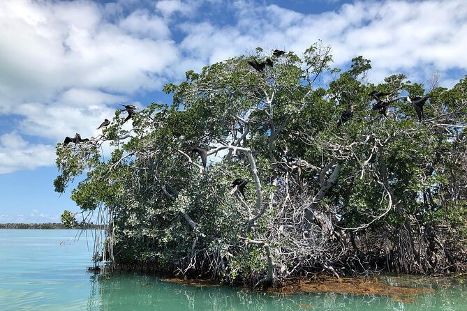 Private 2 Hour Mangrove Ecotour - Tour Highlights