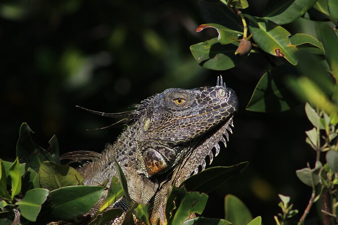 Private 2 Hour Mangrove Ecotour - Inclusions