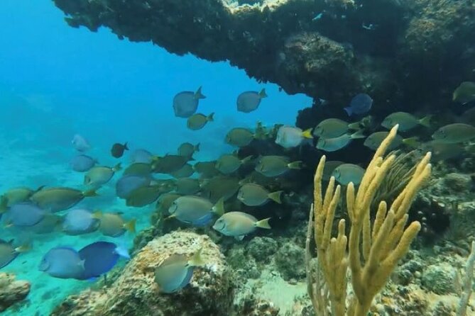 Private 2-Tank Dive With PADI Instructor for Certified Divers - Booking Details and Reviews