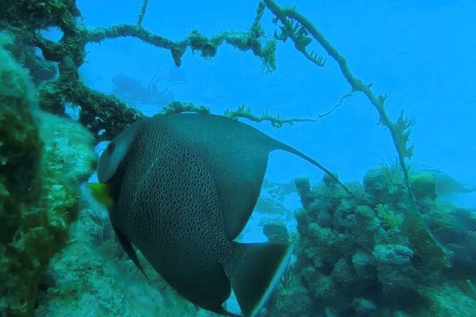 Private 2-Tank Dive With PADI Instructor for Certified Divers - PADI Instructor Guidance