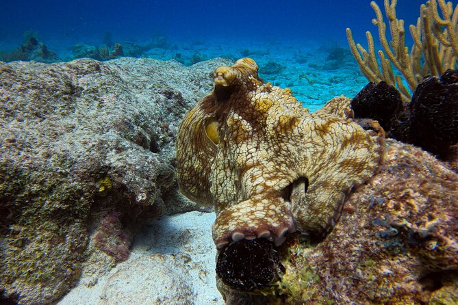 Private 2 Tank Guided Experience in Curaçao for Certified Divers - Experience Highlights