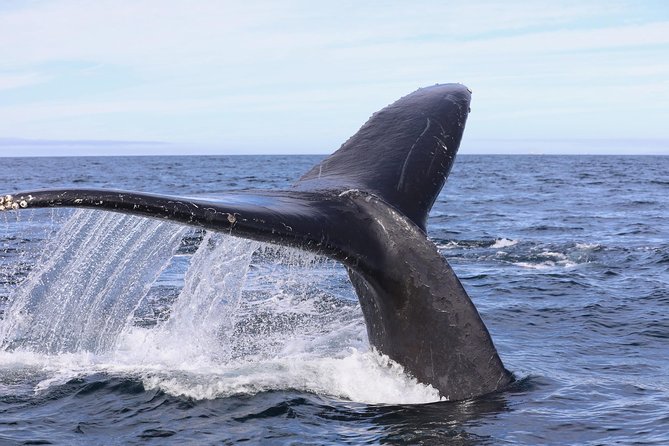 Private 2hr Supreme Whale/Dolphin Watching Tour, Newport Beach CA - How to Book the Tour