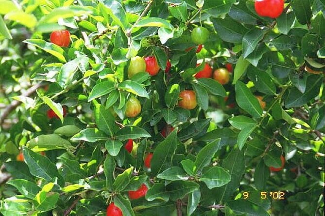 Private 3-5h Natural Herbs Tour, Shopping & Dinner at Ricks Cafe - Renowned Dinner Destination