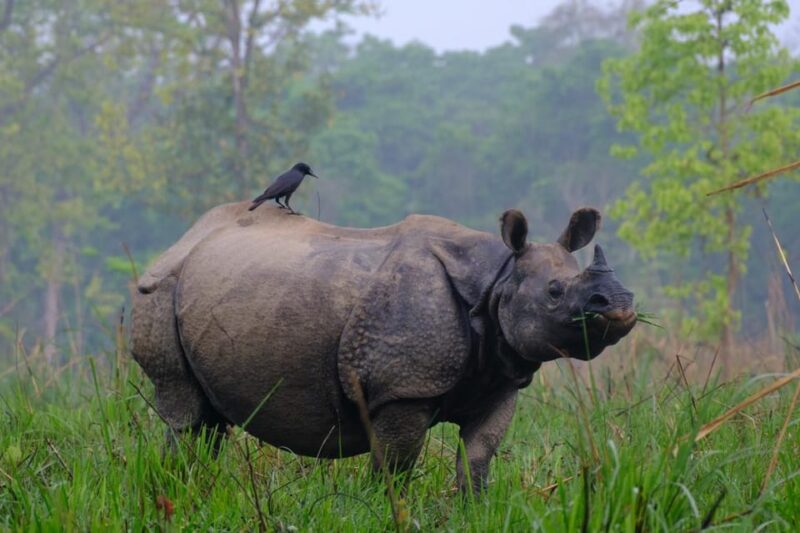 Private 3-Day Chitwan Safari Tour - Day 2: Jungle Safari and Wildlife Encounter