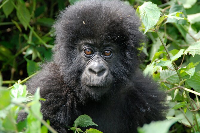 Private 3 Day Gorilla Trekking Safari in Uganda - Batwa Tribe Visit