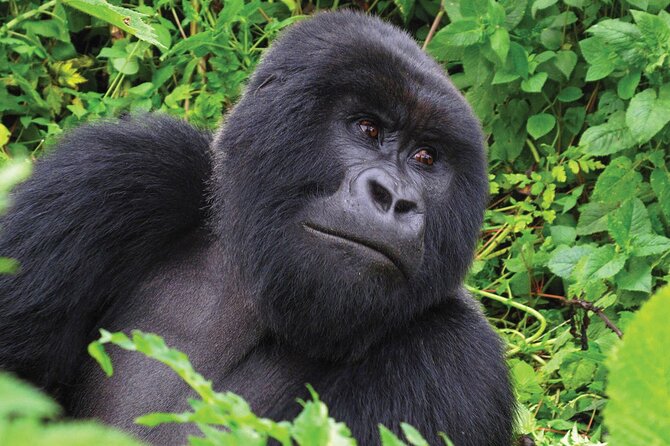 Private 3 Day Gorilla Trekking Safari in Uganda - Included Amenities