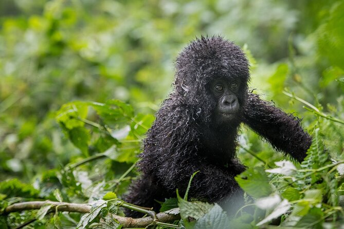 Private 3 Day Gorilla Trekking Safari in Uganda - Physical Fitness Requirements