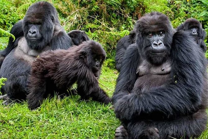Private 3 Day Gorilla Trekking Safari in Uganda - Booking Confirmation