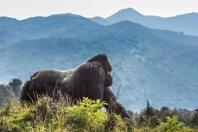 Private 3 Day Gorilla Trekking Safari in Uganda - Cancellation Policy