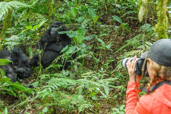 Private 3 Day Gorilla Trekking Safari in Uganda - Group Size Considerations