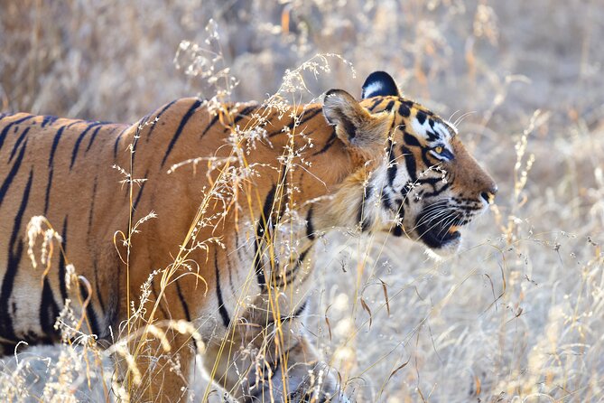 Private 3-Day Ranthambhore Tiger Tour From Agra Ending in Jaipur - Drive to Ranthambhore