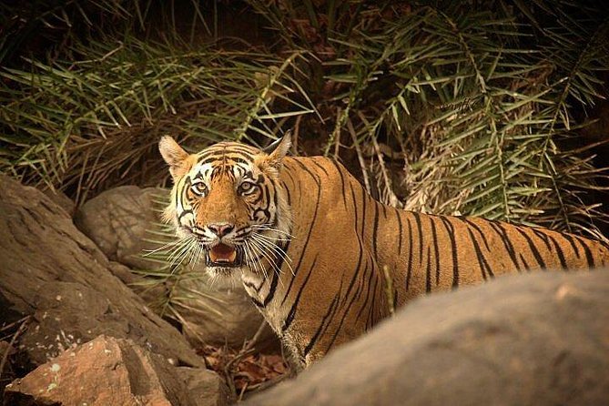 Private 3-Day Ranthambhore Tiger Tour From Agra Ending in Jaipur - Pickup and Accommodation Details