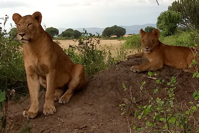 Private 3-Day Tour in Queen Elizabeth Park Safari - Park Entry and Fees