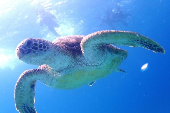 Private 3 Day Tour in Yoron Island - Included Meals