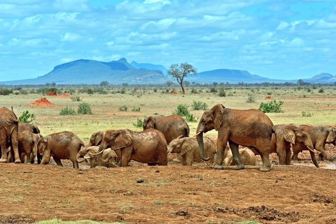 Private 3-Day Tsavo Safari From Mombasa - Itinerary Highlights