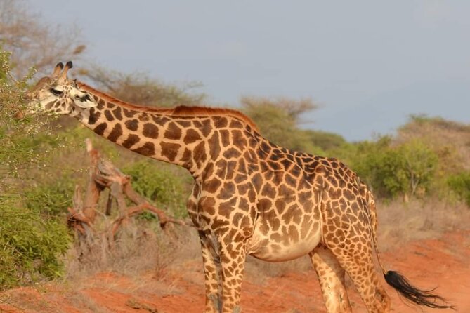 Private 3-Day Tsavo Safari From Mombasa - Safari Experience Details