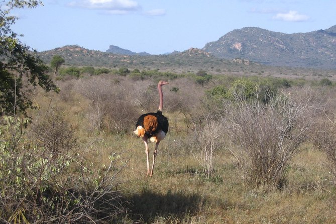 Private 3-Day Tsavo Safari From Mombasa - Customer Reviews