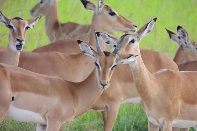 Private 3 Days 2 Nights Mikumi Adventures - Wildlife Sightings