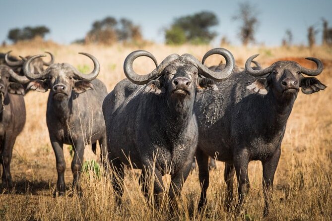 Private 3 Days 2 Nights Mikumi Adventures - Maasai Village Visit