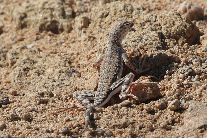 Private-36 Hour Adventure in Joshua Tree National Park - Booking and Policies