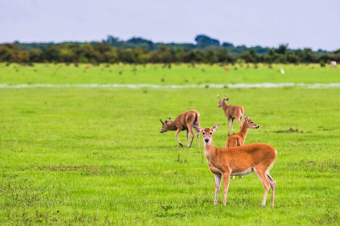 Private 4-Day Llanero Safari Tour in Enchantment - Activities and Experiences