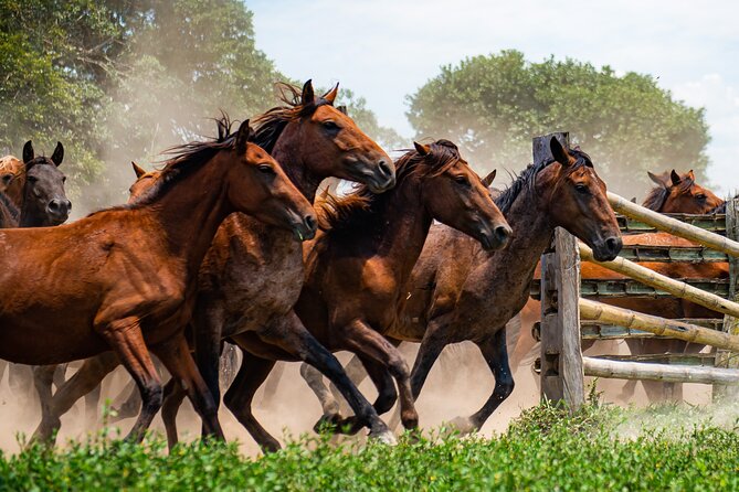 Private 4-Day Llanero Safari Tour in Enchantment - Requirements and Recommendations