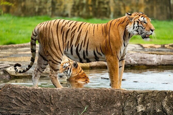 Private 4-Day Tiger Safari & Golden Triangle Tour from Delhi - Introduction