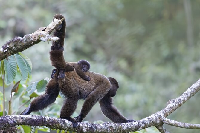 Private 4 Days Tour to the Amazon Region in Ecuador - Recap
