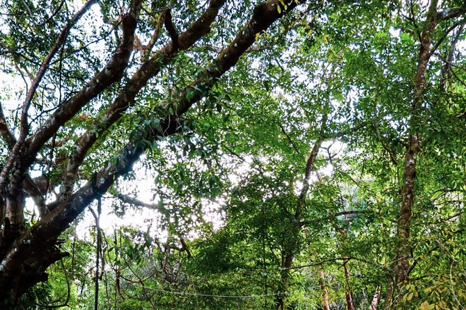 Private 4 Hour Hiking Adventure + Breakfast in Nogalito Ecopark - A Refreshing Welcome Drink