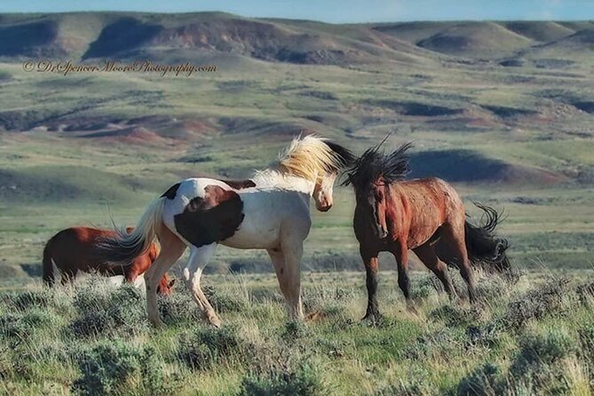 Private 4 Hour Red Canyon Wild Mustang Air Conditioned Van Tours - Inclusions