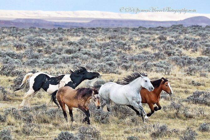 Private 4 Hour Red Canyon Wild Mustang Air Conditioned Van Tours - Meeting and Pickup