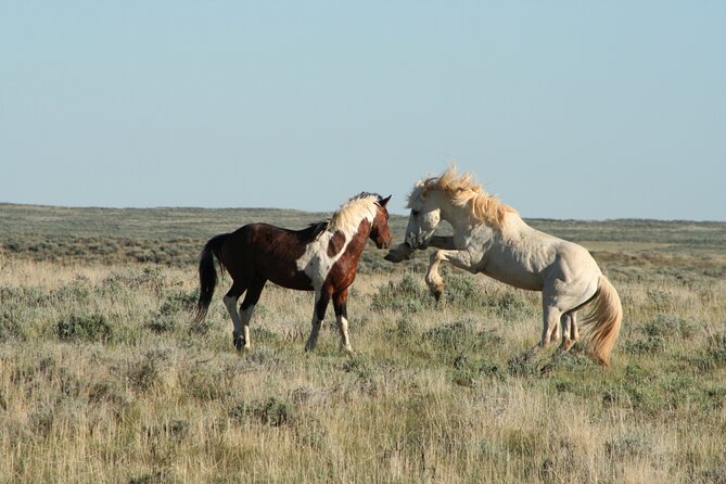 Private 4 Hour Red Canyon Wild Mustang Air Conditioned Van Tours - Ecosystem and History Insights
