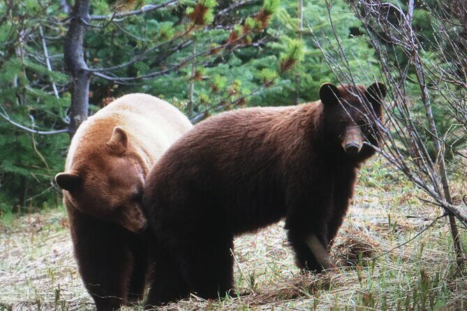 Private 4 Hour tour to White Pass and the Yukon Suspension Bridge - Final Thoughts