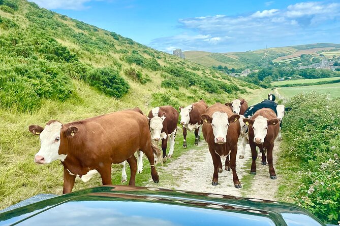 Private 4x4 Safari - Lulworth, New Forest & Corfe - Southampton - Personalize Your Pub or Tearoom Lunch