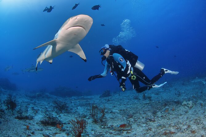 Private 5 Day Morotai Scuba Diving Trip - Key Points