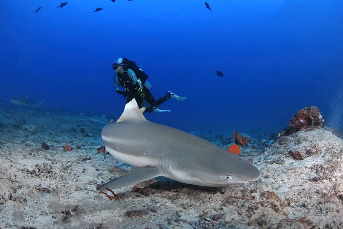 Private 5 Day Morotai Scuba Diving Trip - Included Experiences