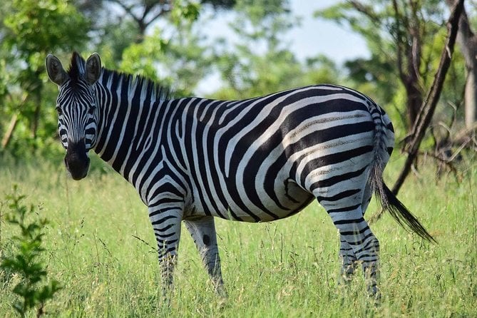 Private 5-Day Overnight Safari in Kruger Park From Skukuza Airport - Logistics and Schedule