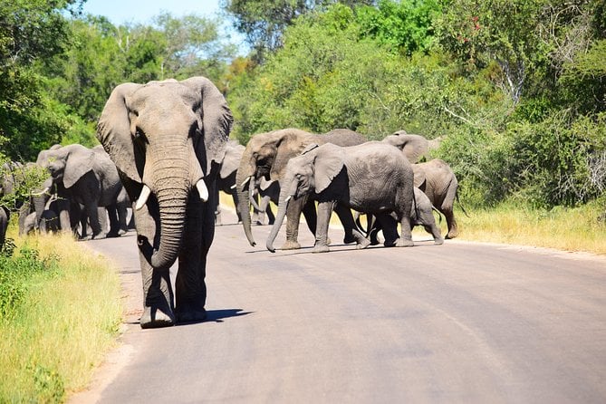 Private 5-Day Overnight Safari in Kruger Park From Skukuza Airport - Accommodation Options