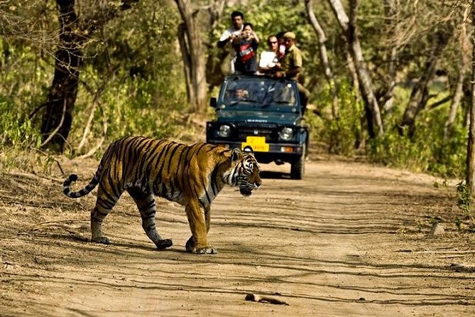 Private 5-Day Ranthambhore Tiger Tour From Delhi Including the Taj Mahal, Agra and Jaipur - Accommodation and Meals