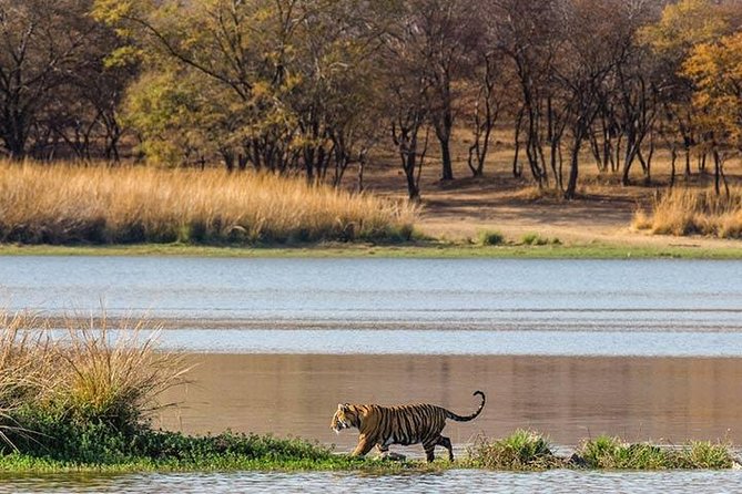 Private 5-Day Ranthambhore Tiger Tour From Delhi Including the Taj Mahal, Agra and Jaipur - Ranthambhore National Park Safaris