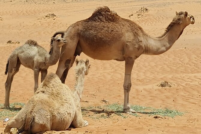 Private 5 Days 4 Night Roundtrips Tour - Desert Adventures