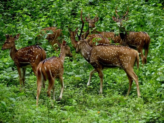 Private 5-Days Kerala Tour With Sightseeing Tickets - Day 5: Departure From Kochi