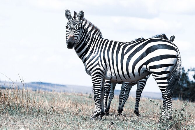 Private 5-Days Serengeti Trails With Kojuu Safaris - Inclusions and Exclusions