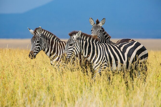 Private 5-Days Serengeti Trails With Kojuu Safaris - Ngorongoro Conservation Area Visit