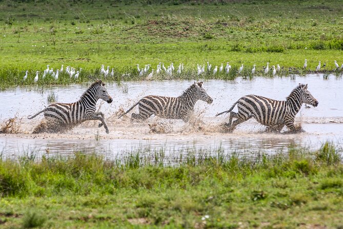 Private 5-Days Serengeti Trails With Kojuu Safaris - Complimentary Safari Amenities