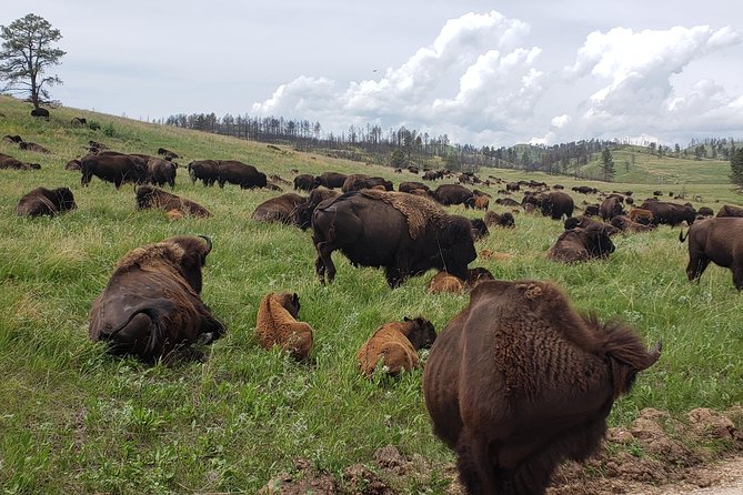 Private 5 Hour Black Hills Tour With Local Experts - Whats Included in Your Tour