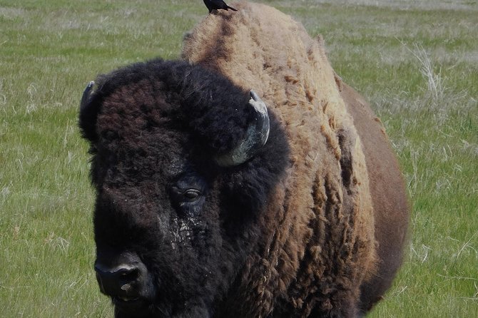 Private 5 Hour Black Hills Tour With Local Experts - Pricing and Booking Information