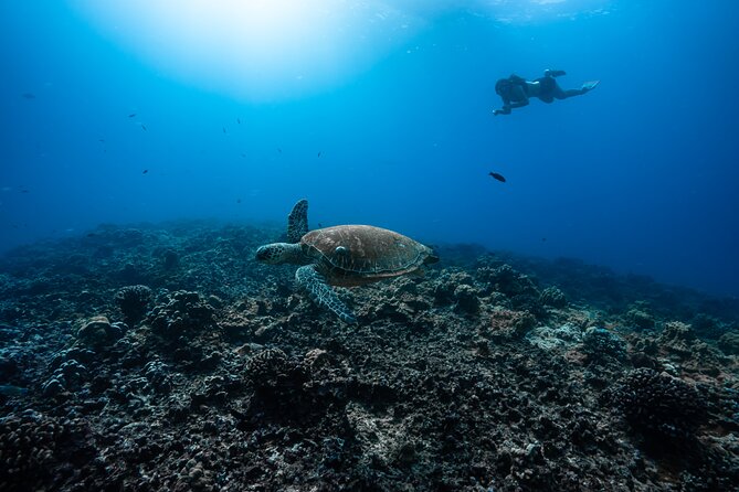 Private 5 Hour Charter on Board Our Yacht in Waikiki - Adventure Awaits: Snorkeling and Scuba Equipment