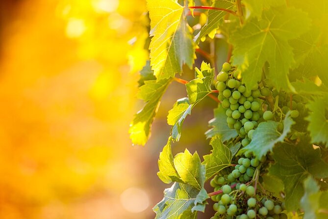 Private 5 Hour Wine Tour in Niagara-On-The-Lake With Cheese & Charcuterie - Included Activities