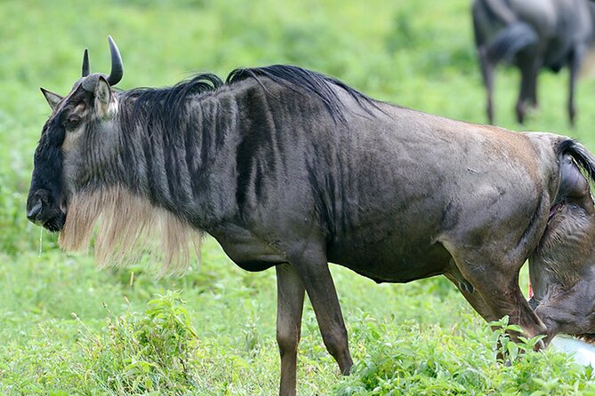 Private 6-Day Great Migration Ndutu Serengeti Safari Tour - Meeting and Pickup Details